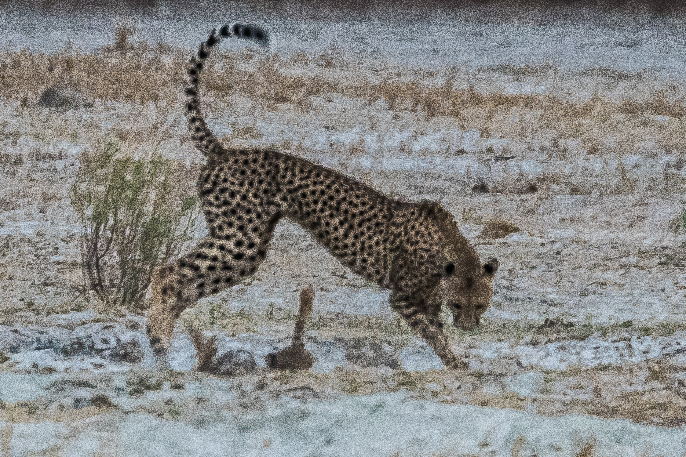 Femelle Guépard (Cheetah, Acinonyx jubatus) surveillant les jeux auxquels se livrent ses petits au fonds d'une excavation, Onguma Nature Reserve, Etosha, Namibie.